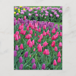 Carte Postale Jardin de printemps de tulipes roses et violettes