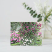 Carte Postale Jardin de Roses (Debout devant)
