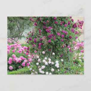 Carte Postale Jardin de Roses