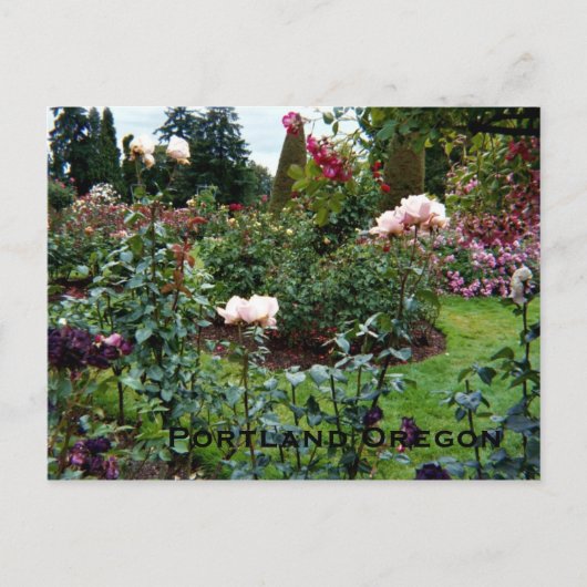 Carte Postale Jardin de roses aux couleurs patriotiques (Devant)
