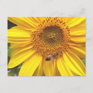 Carte Postale Jardin de Sunflower
