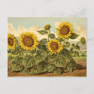 Carte Postale Jardin de tournesol vintage