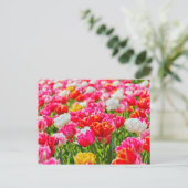 Carte Postale Jardin de Tulip (Debout devant)