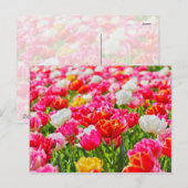 Carte Postale Jardin de Tulip (Devant / Derrière)