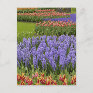 Carte Postale Jardin de Tulip et Hyacinth, Jardins de Keukenhof,