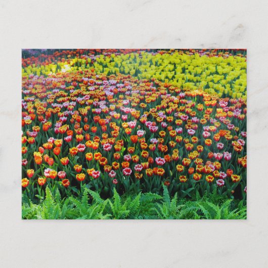 Carte Postale Jardin de tulipes (Devant)