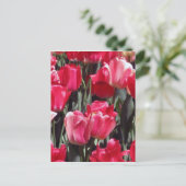 Carte Postale Jardin de tulipes (Debout devant)