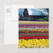 Carte Postale Jardin de tulipes, comté de Skagit, (Devant / Derrière)