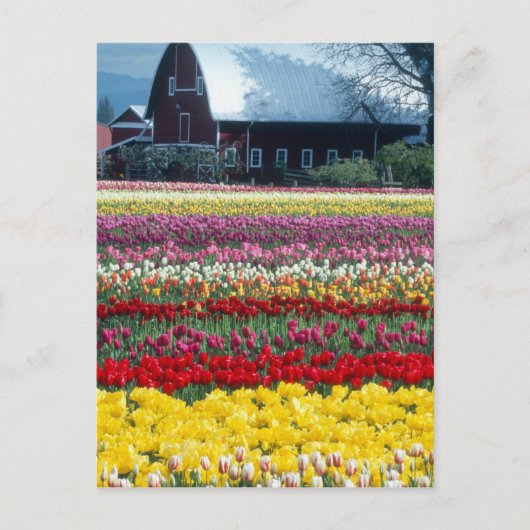 Carte Postale Jardin de tulipes, comté de Skagit, (Devant)