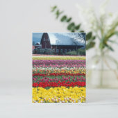 Carte Postale Jardin de tulipes, comté de Skagit, (Debout devant)