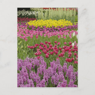 Carte Postale Jardin de tulipes, de jonquilles et de jacinthe