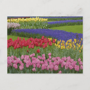 Carte Postale Jardin de tulipes, de muscaris et