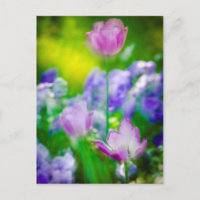 Jardin de tulipes, Giverny, France