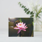 Carte Postale Jardin d'eau rose rose Nénuphar éclairé (Debout devant)