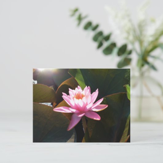 Carte Postale Jardin d'eau rose rose Nénuphar éclairé (Debout devant)