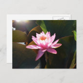 Carte Postale Jardin d'eau rose rose Nénuphar éclairé (Devant / Derrière)