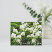 Carte Postale Jardin d'Éden (Debout devant)