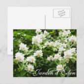 Carte Postale Jardin d'Éden (Devant / Derrière)