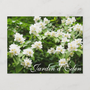 Carte Postale Jardin d'Éden