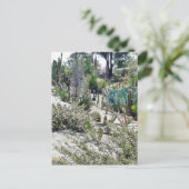 Carte Postale Jardin Des Cactus Au Balboa Park (Debout devant)