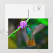 Carte Postale Jardin des colibris (Devant / Derrière)
