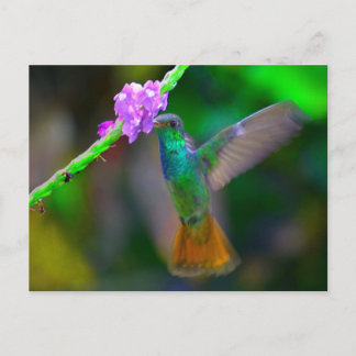 Carte Postale Jardin des colibris