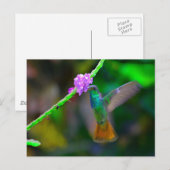 Carte Postale Jardin des colibris (Devant / Derrière)