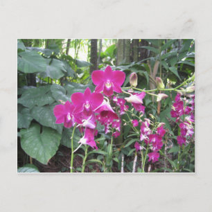 Carte Postale Jardin des orchidées, Singapour