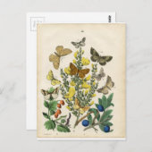 Carte Postale Jardin des papillons (Devant / Derrière)