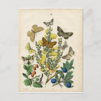 Carte Postale Jardin des papillons
