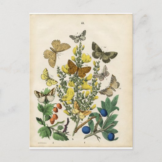 Carte Postale Jardin des papillons (Devant)