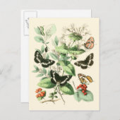 Carte Postale Jardin des papillons et des fleurs (Devant / Derrière)