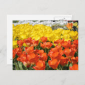 Carte Postale Jardin des Tulipes (Devant / Derrière)