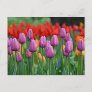 Carte Postale Jardin des tulipes à ressort pourpre