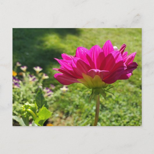Carte Postale Jardin d'été (Devant)