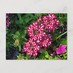 Carte Postale Jardin d'été