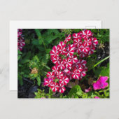 Carte Postale Jardin d'été (Devant / Derrière)