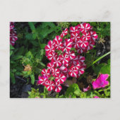 Carte Postale Jardin d'été (Devant)