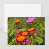 Carte Postale Jardin d'été (Devant / Derrière)