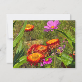 Carte Postale Jardin d'été