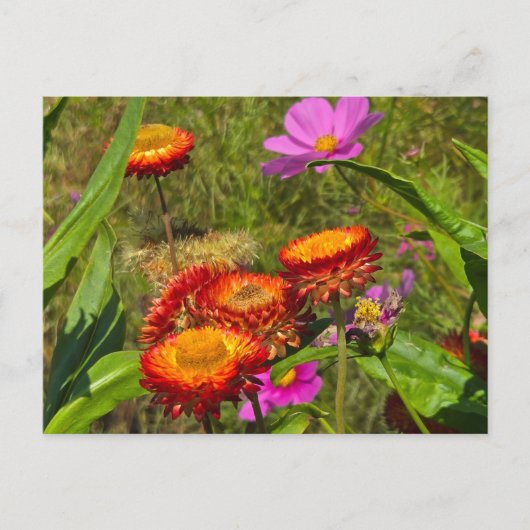 Carte Postale Jardin d'été (Devant)