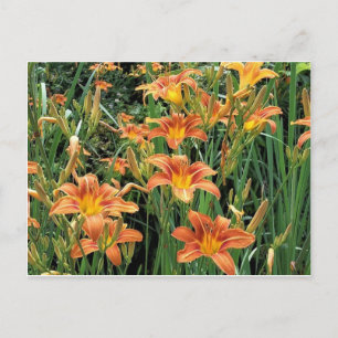Carte Postale Jardin d'hémérocalles / Photographie de fleurs de