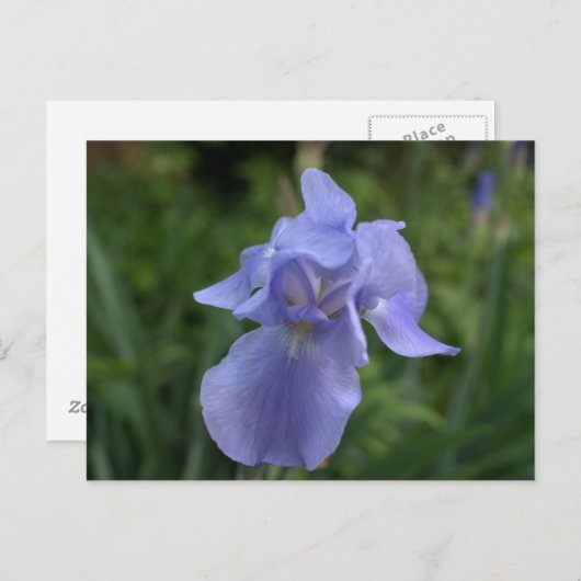 Carte Postale Jardin d'Iris Pervenche Assez Joli (Devant / Derrière)