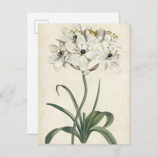 Carte Postale Jardin d'ivoire (Devant / Derrière)