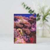 Carte Postale Jardin du corail (Debout devant)