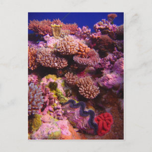 Carte Postale Jardin du corail