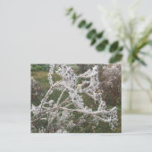 Carte Postale Jardin du matin gelé (Debout devant)