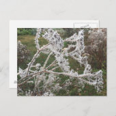 Carte Postale Jardin du matin gelé (Devant / Derrière)