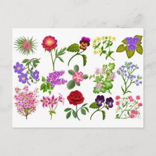 Carte postale Jardin Fleur