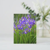 Carte Postale Jardin fleuri d'iris pourpre (Debout devant)
